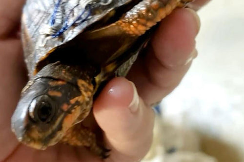 Save Turtles by Donating Your Old Bras